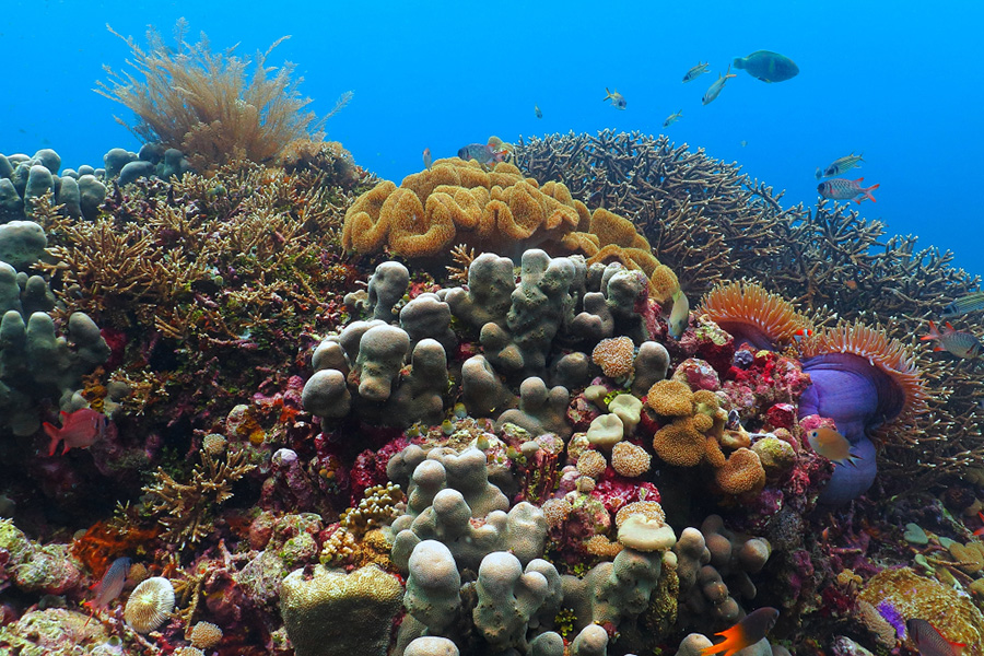 Detail Pemandangan Di Bawah Laut Nomer 19