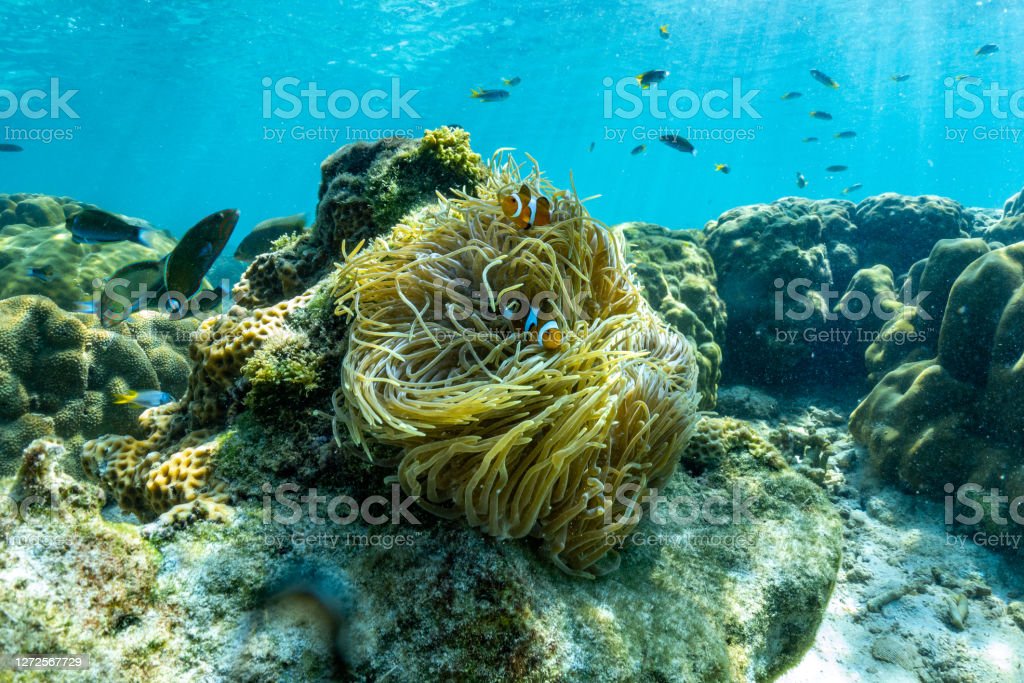 Detail Pemandangan Di Dalam Laut Nomer 48