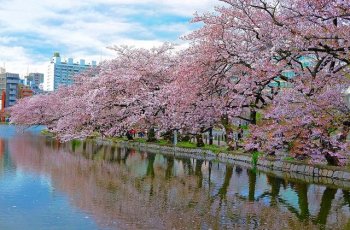 Detail Pemandangan Di Jepang Bunga Sakura Nomer 35