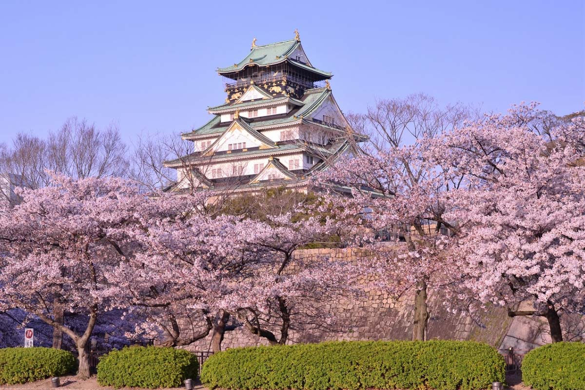 Detail Pemandangan Di Jepang Bunga Sakura Nomer 46