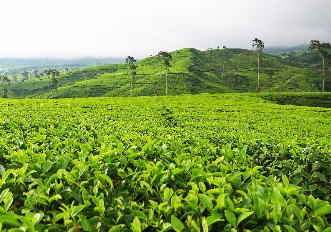 Detail Pemandangan Di Puncak Nomer 21