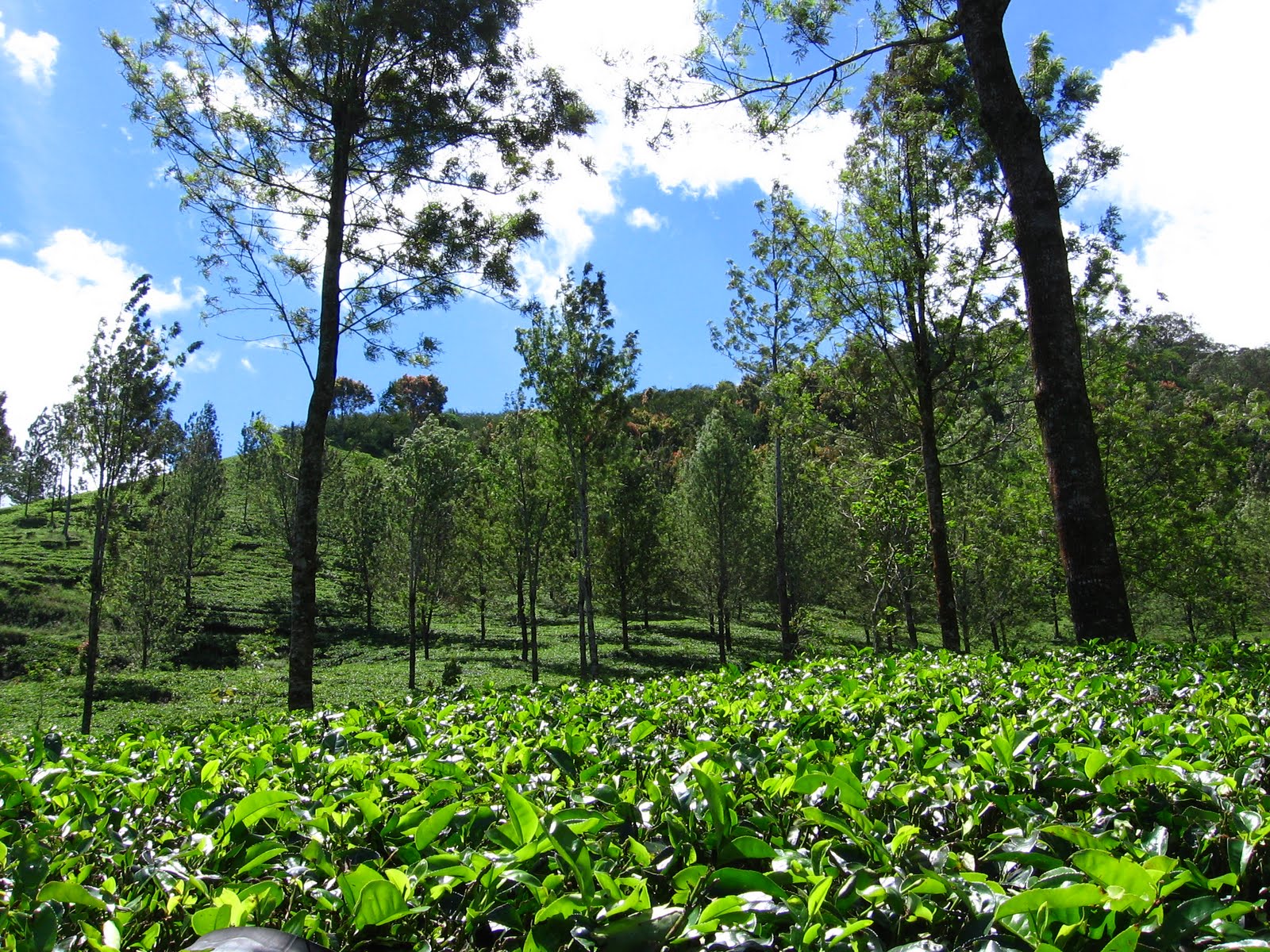 Detail Pemandangan Di Puncak Nomer 25