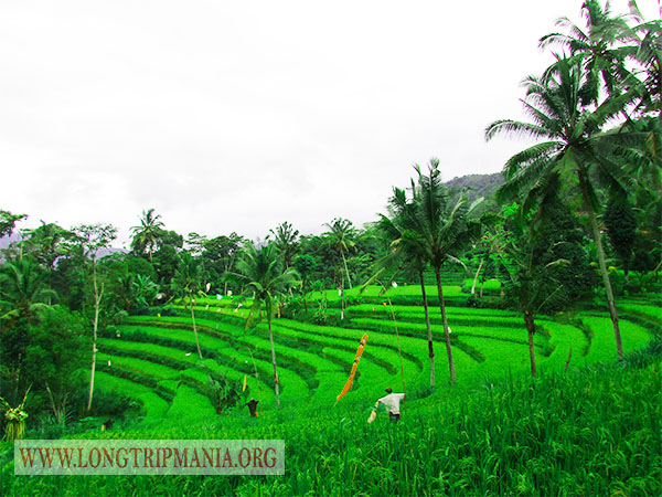 Detail Pemandangan Di Sawah Nomer 38