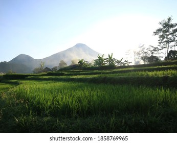 Detail Pemandangan Di Sawah Nomer 41