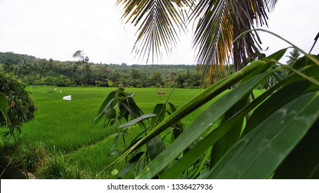 Detail Pemandangan Di Sawah Nomer 43