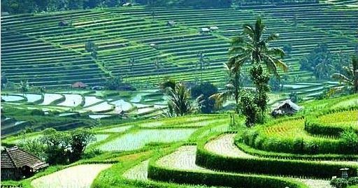 Detail Pemandangan Di Sawah Nomer 51