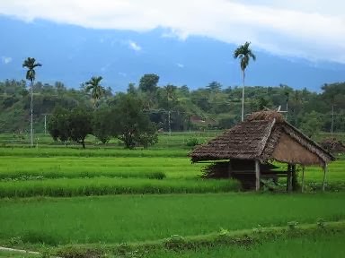 Detail Pemandangan Di Sawah Nomer 52