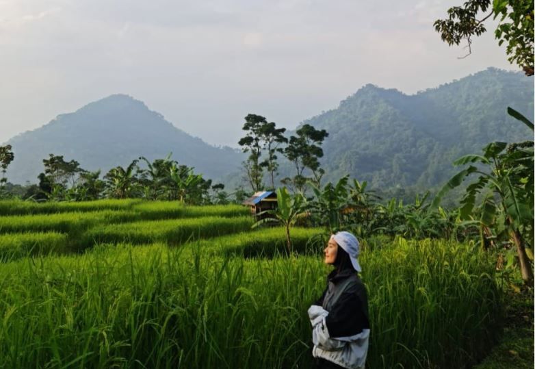 Detail Pemandangan Gunung Dan Sawah Nomer 28