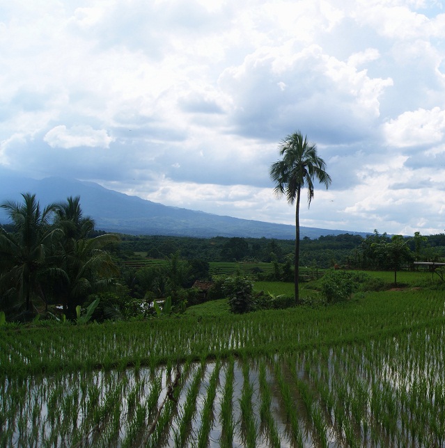 Detail Pemandangan Gunung Dan Sawah Nomer 32