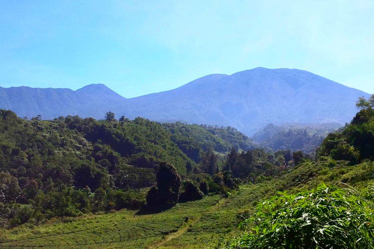 Detail Pemandangan Gunung Gede Nomer 9