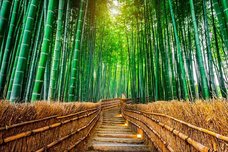Pemandangan Hutan Bambu - KibrisPDR