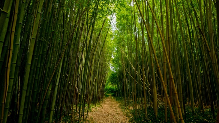 Detail Pemandangan Hutan Bambu Nomer 13