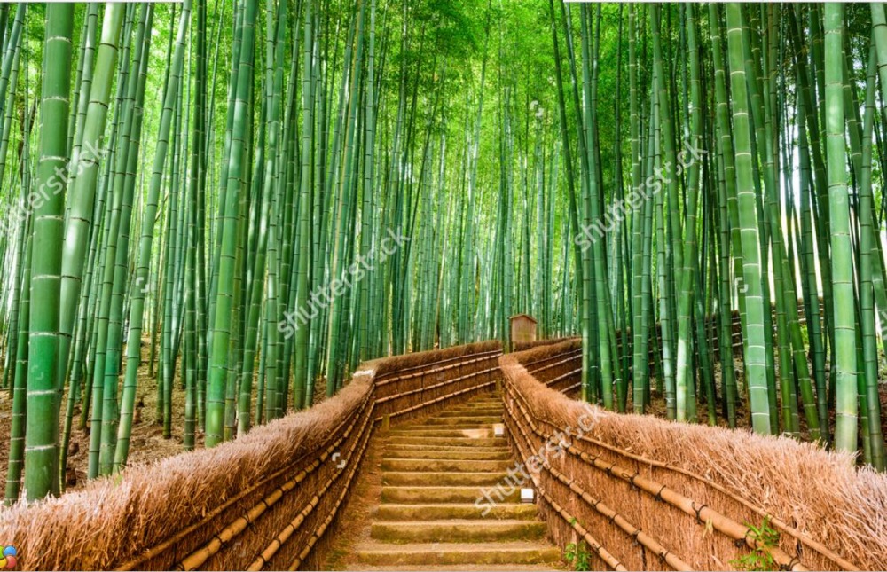 Detail Pemandangan Hutan Bambu Nomer 14