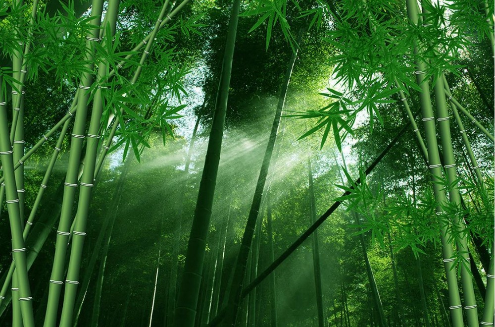 Detail Pemandangan Hutan Bambu Nomer 16