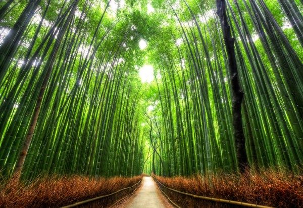 Detail Pemandangan Hutan Bambu Nomer 17