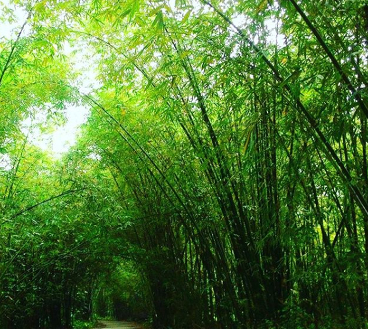 Detail Pemandangan Hutan Bambu Nomer 19
