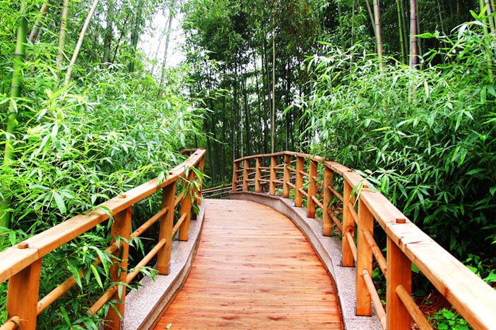Detail Pemandangan Hutan Bambu Nomer 20