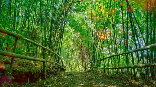 Detail Pemandangan Hutan Bambu Nomer 3