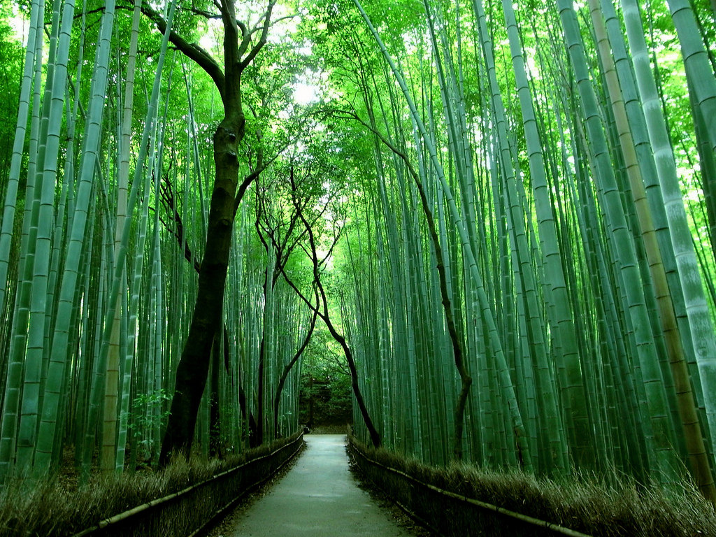 Detail Pemandangan Hutan Bambu Nomer 21