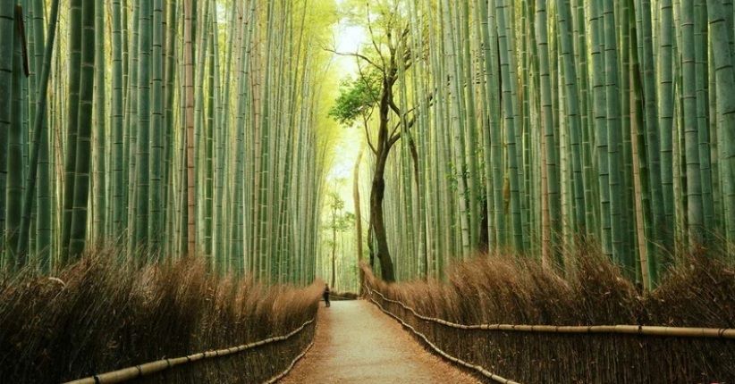 Detail Pemandangan Hutan Bambu Nomer 23