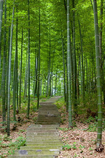 Detail Pemandangan Hutan Bambu Nomer 24