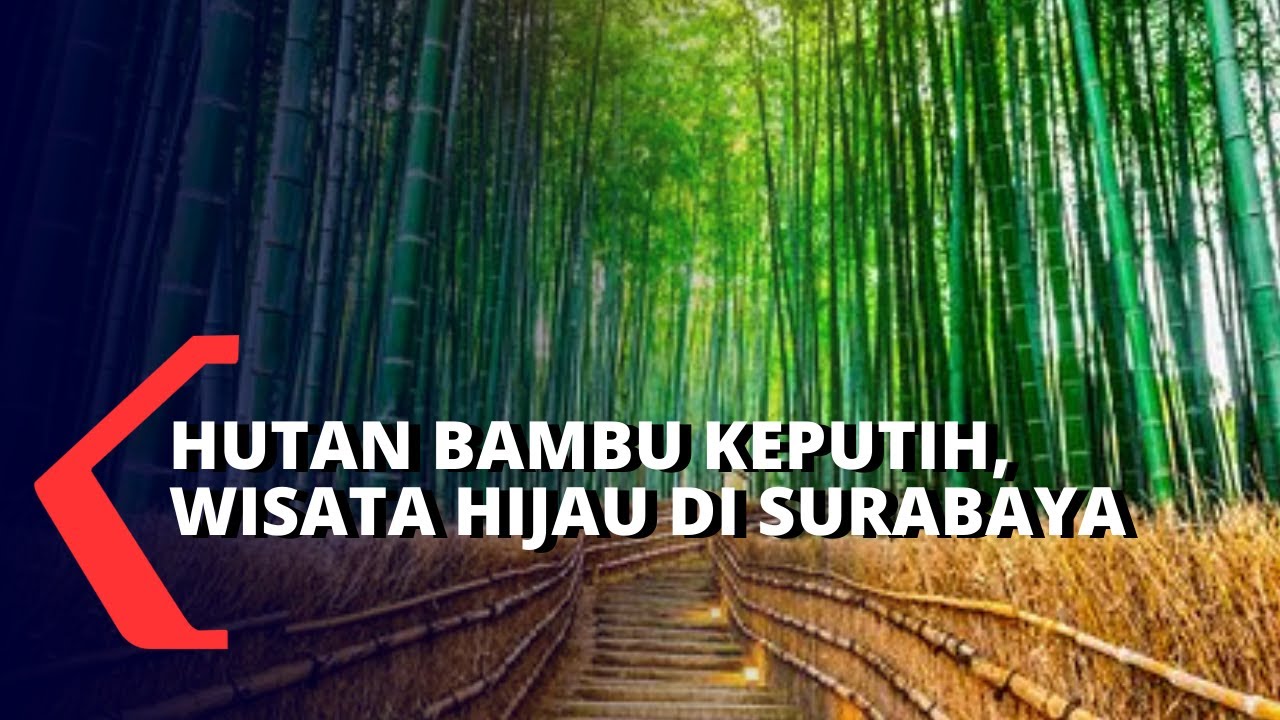 Detail Pemandangan Hutan Bambu Nomer 26
