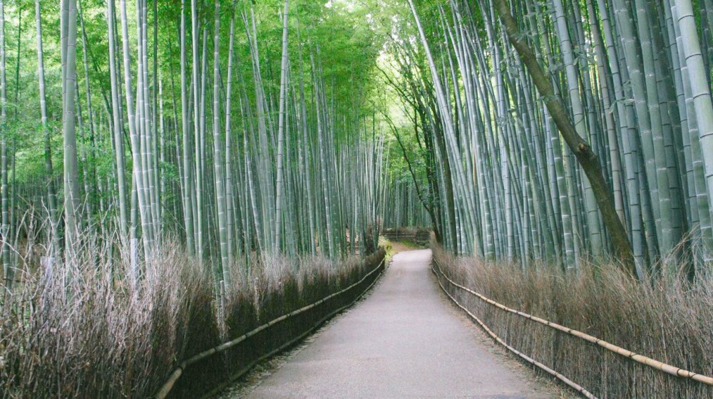 Detail Pemandangan Hutan Bambu Nomer 27