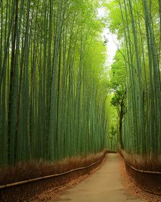 Detail Pemandangan Hutan Bambu Nomer 28
