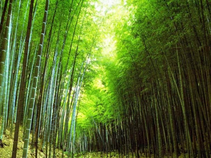 Detail Pemandangan Hutan Bambu Nomer 29