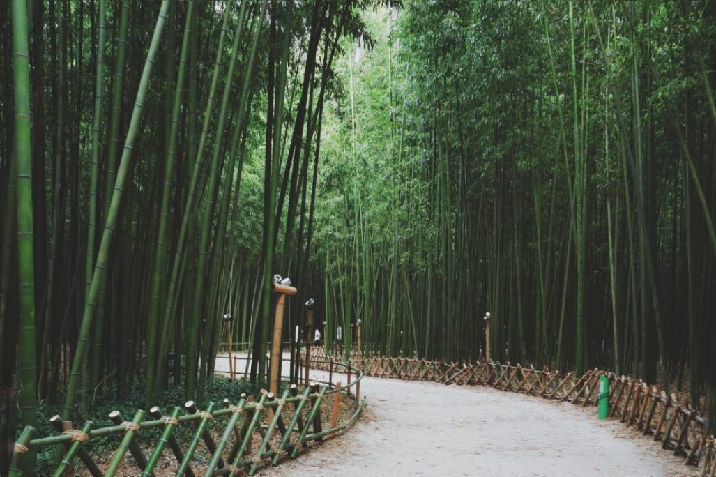 Detail Pemandangan Hutan Bambu Nomer 30