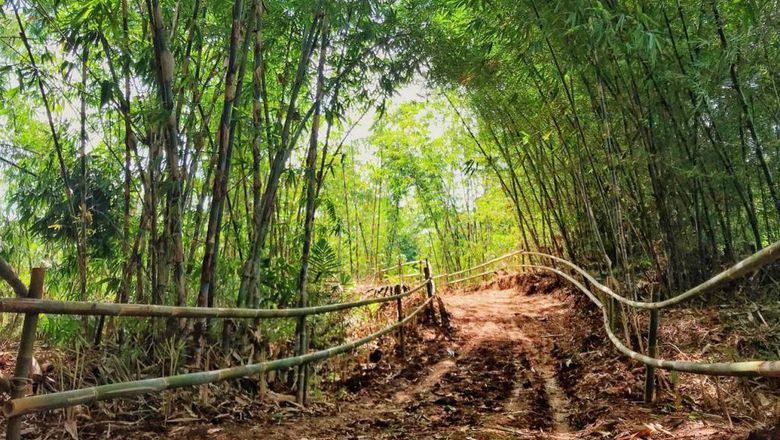 Detail Pemandangan Hutan Bambu Nomer 31