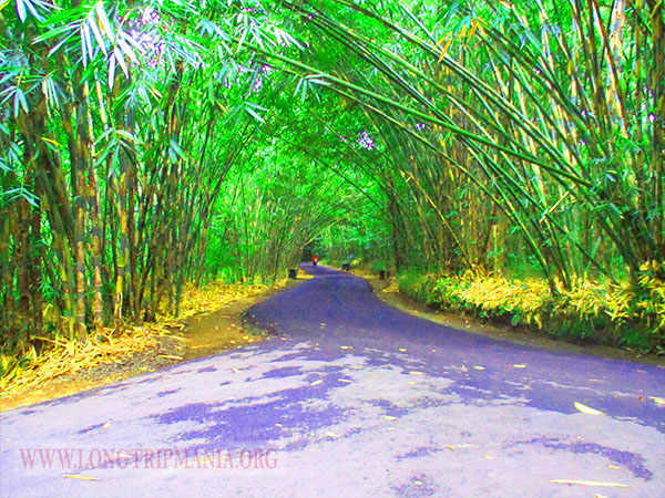 Detail Pemandangan Hutan Bambu Nomer 33