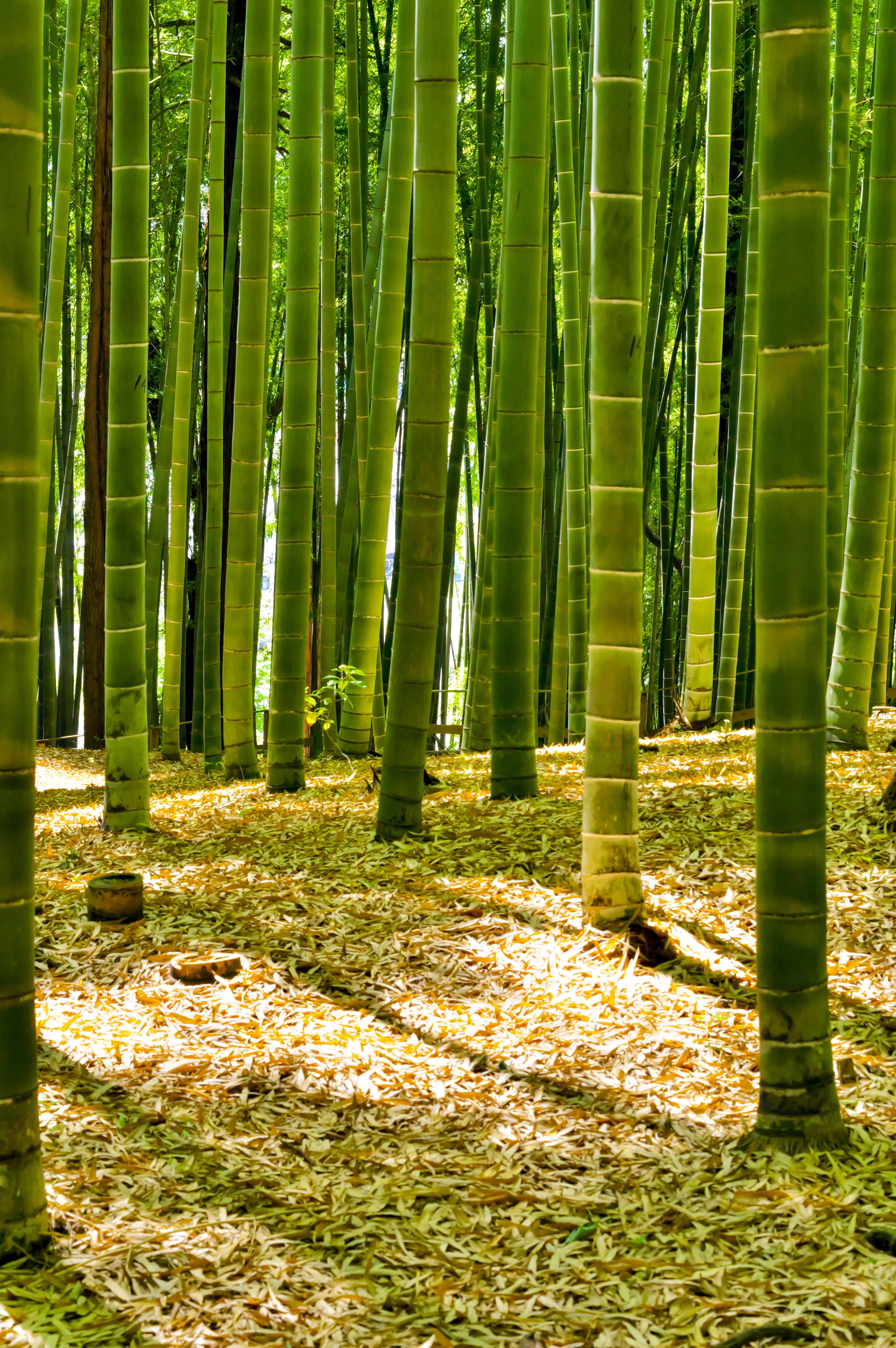Detail Pemandangan Hutan Bambu Nomer 35