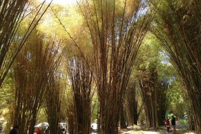 Detail Pemandangan Hutan Bambu Nomer 36