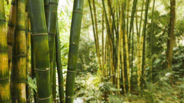 Detail Pemandangan Hutan Bambu Nomer 37