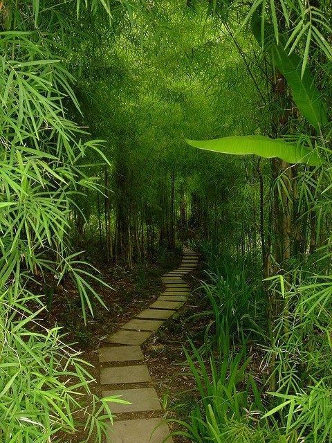 Detail Pemandangan Hutan Bambu Nomer 5