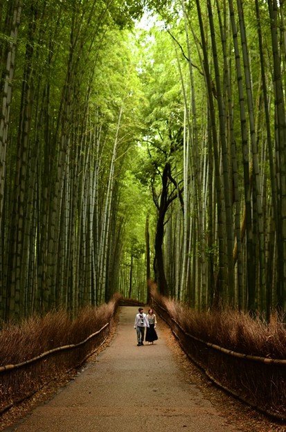 Detail Pemandangan Hutan Bambu Nomer 40