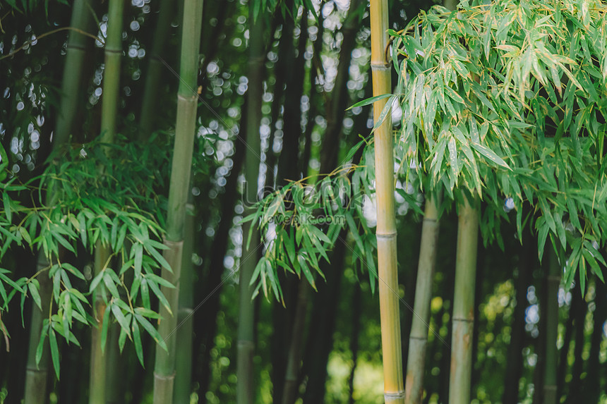 Detail Pemandangan Hutan Bambu Nomer 42