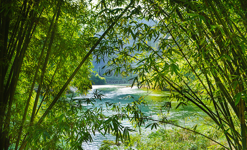 Detail Pemandangan Hutan Bambu Nomer 43