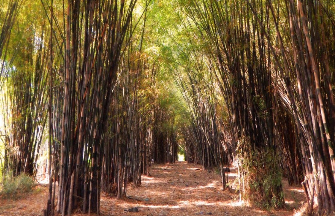 Detail Pemandangan Hutan Bambu Nomer 45