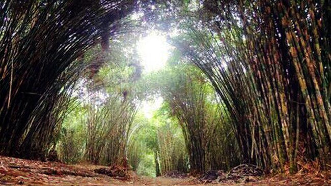 Detail Pemandangan Hutan Bambu Nomer 47