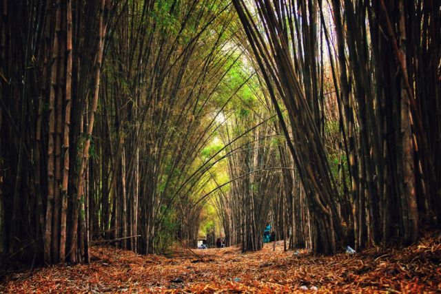 Detail Pemandangan Hutan Bambu Nomer 48