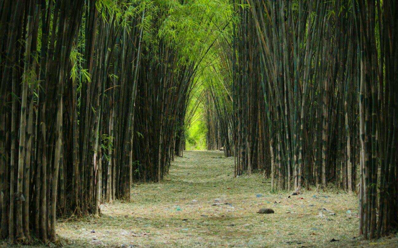 Detail Pemandangan Hutan Bambu Nomer 6