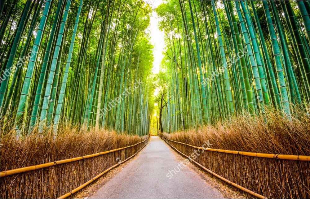 Detail Pemandangan Hutan Bambu Nomer 49