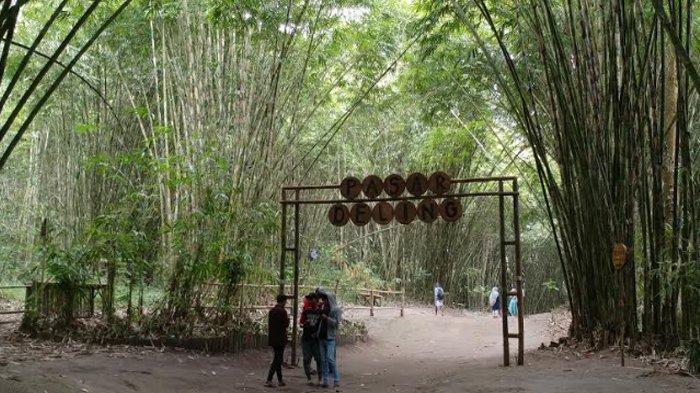 Detail Pemandangan Hutan Bambu Nomer 51