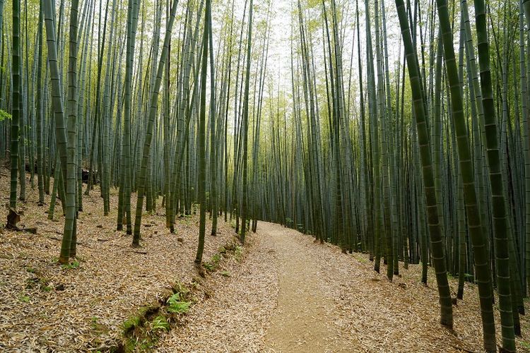 Detail Pemandangan Hutan Bambu Nomer 52