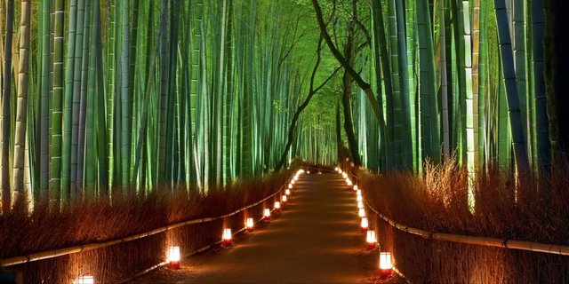 Detail Pemandangan Hutan Bambu Nomer 53