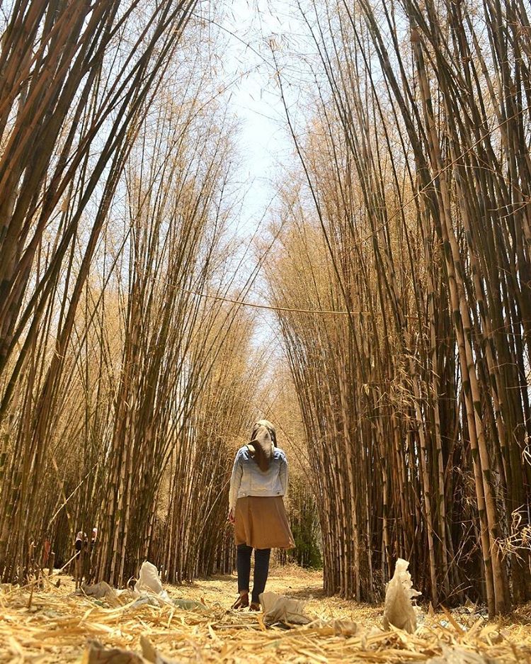 Detail Pemandangan Hutan Bambu Nomer 55