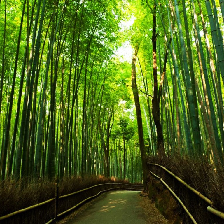 Detail Pemandangan Hutan Bambu Nomer 56
