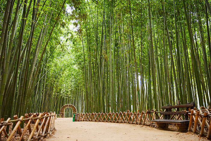 Detail Pemandangan Hutan Bambu Nomer 57